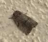 Hoplodrina sp.